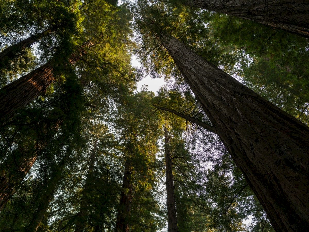 The image depicts an upward view of a dense forest with towering trees and sunlight filtering through the canopy.