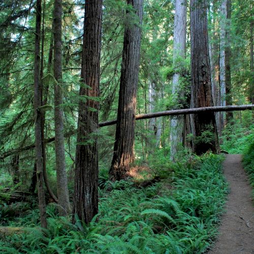 A lush forest scene with tall trees, a leafy path winding through, and ferns on the forest floor. The atmosphere is serene and inviting.